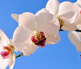 盐田正规助孕捐卵机构，附正规捐卵机构报名表！